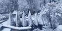 snowy yew sails and folly