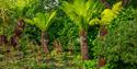 tree ferns