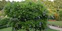 wisteria