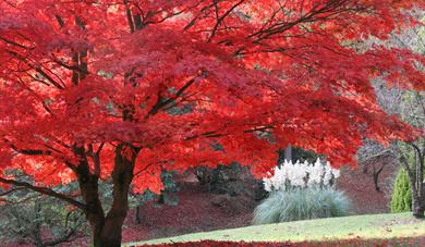 High Beeches Woodland and Water Garden