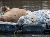 Seal talk at Greenway's Boathouse