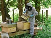 Beekeeper inspecting the hives at Careys Secret Garden