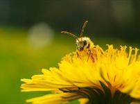 Bee on yellow flower