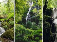 Canonteign Falls Fern Day