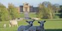 Blenheim Palace Lamb Buggy Tours
