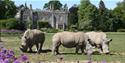 Rhinos on the lawn, Cotswold Wildlife Park & Gardens