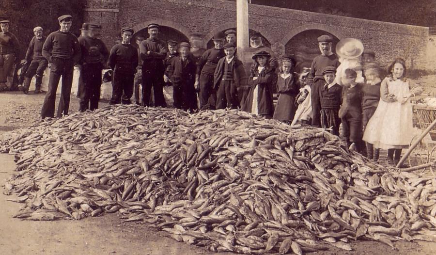Archive photo of pilchards and people on Pennylands