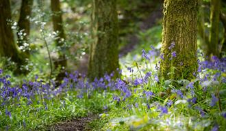 Bluebells in the woodlands at Antony Woodland Garden