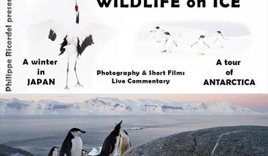 Wildlife on Ice - from Japan to Antarctica