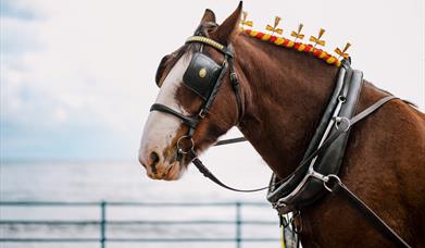 Close up of decorated trammer horse