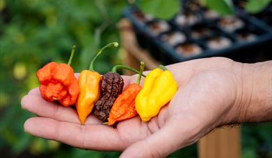 Fire Island Chillies - Manx Menu 2024