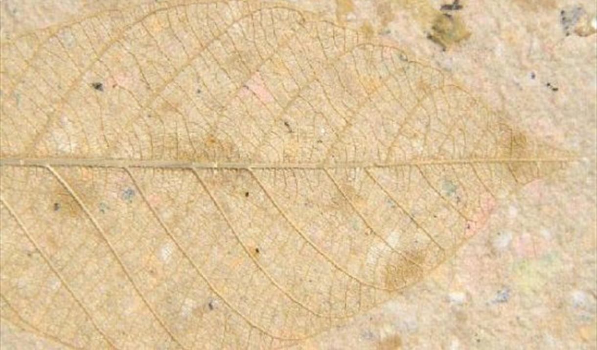 Wildflower Seed Paper Making