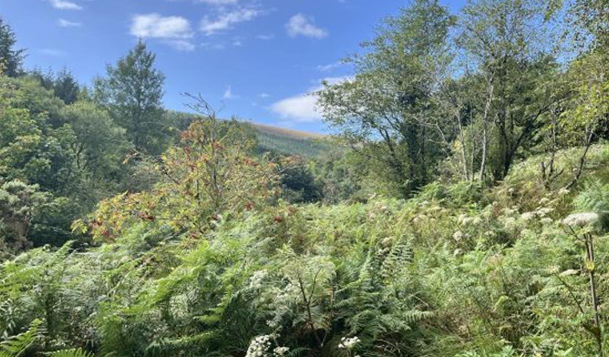 Manx Wildlife Trust – Rainforest Under Construction