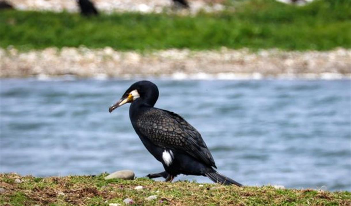 Manx BirdLife – Bird Collage Workshop and Walk