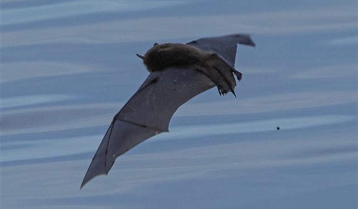 Bat Walk at Silverdale Glen