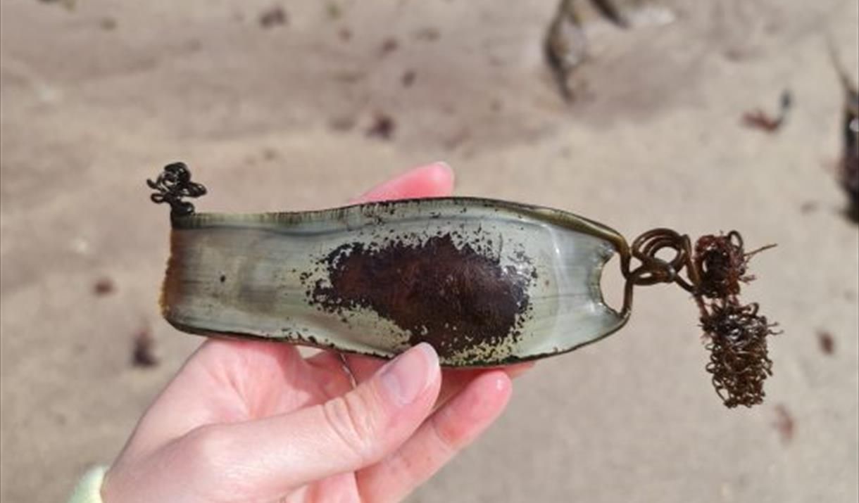 Secrets of the shore: Sharks, skates, rays and more