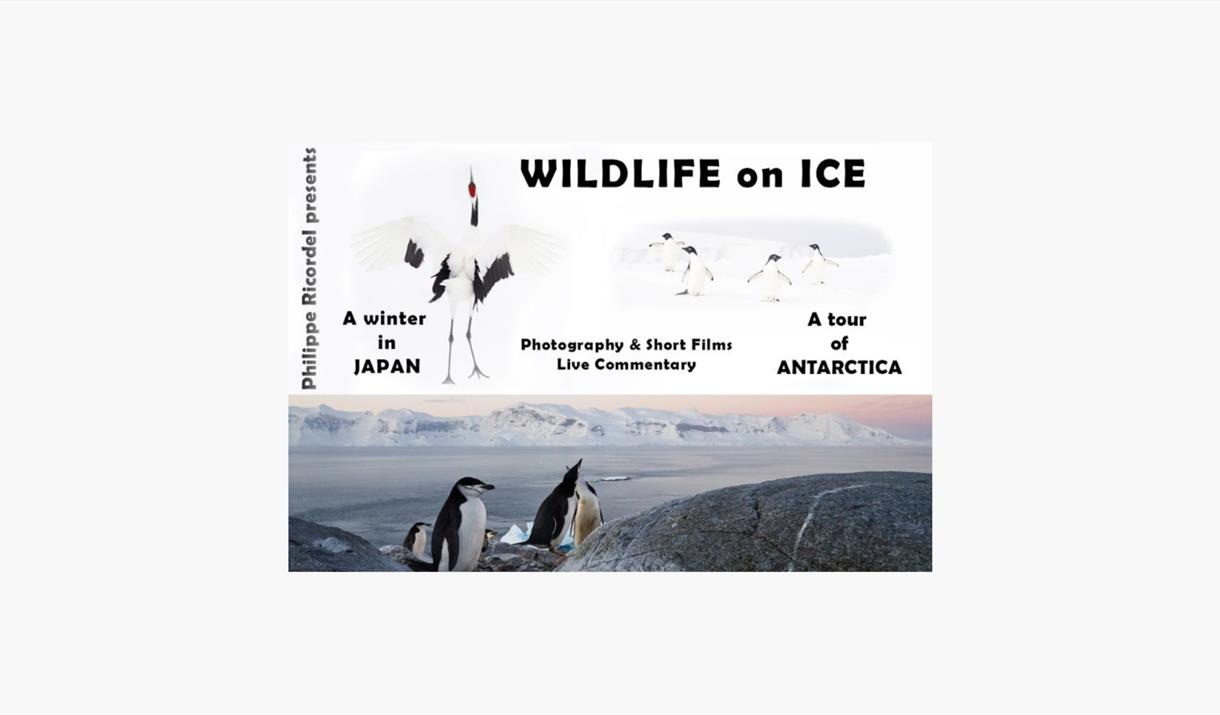 Wildlife on Ice - from Japan to Antarctica