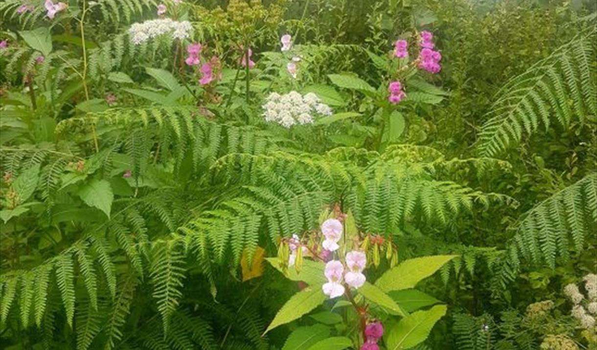 How to battle invasive plants!