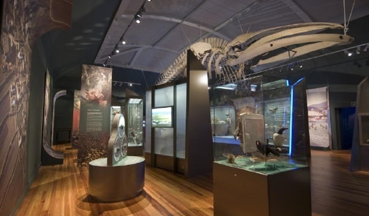 Behind the Scenes Tour of the Manx Museum's Natural History Collections