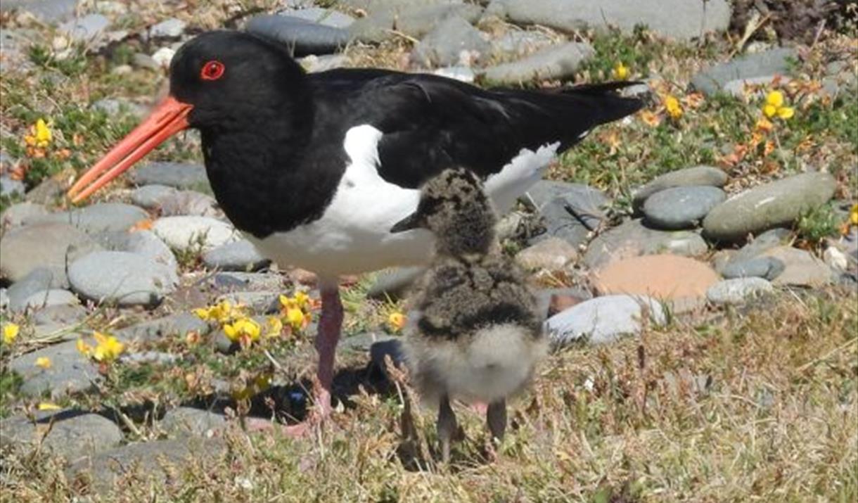 Nest Monitoring on the Ayres