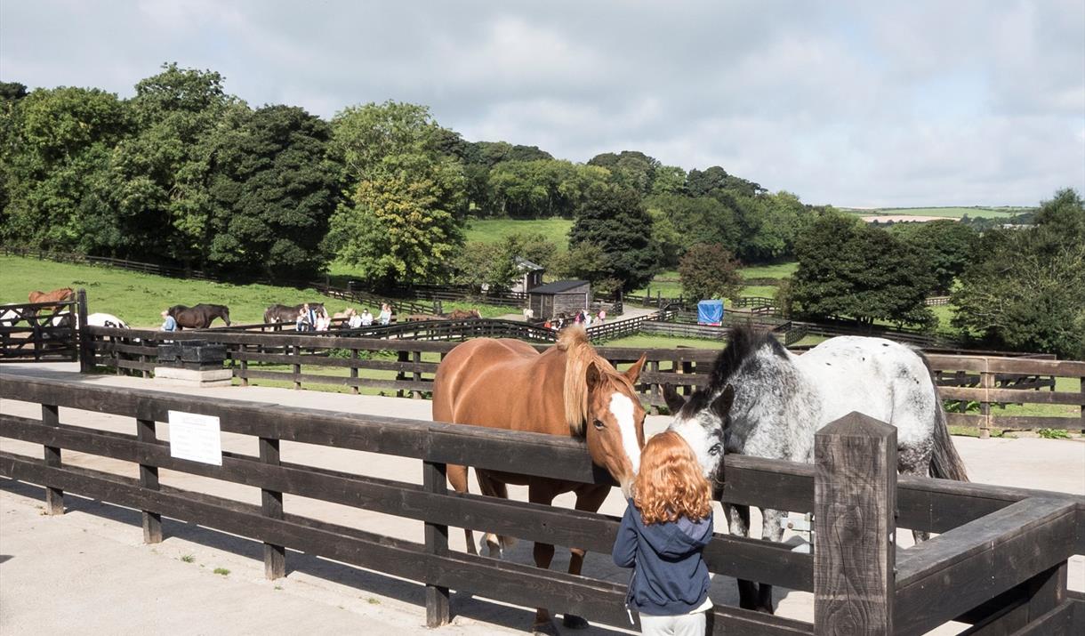 Home Of Rest For Old Horses