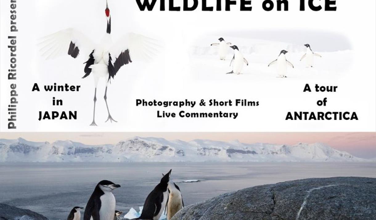 Wildlife on Ice - from Japan to Antarctica