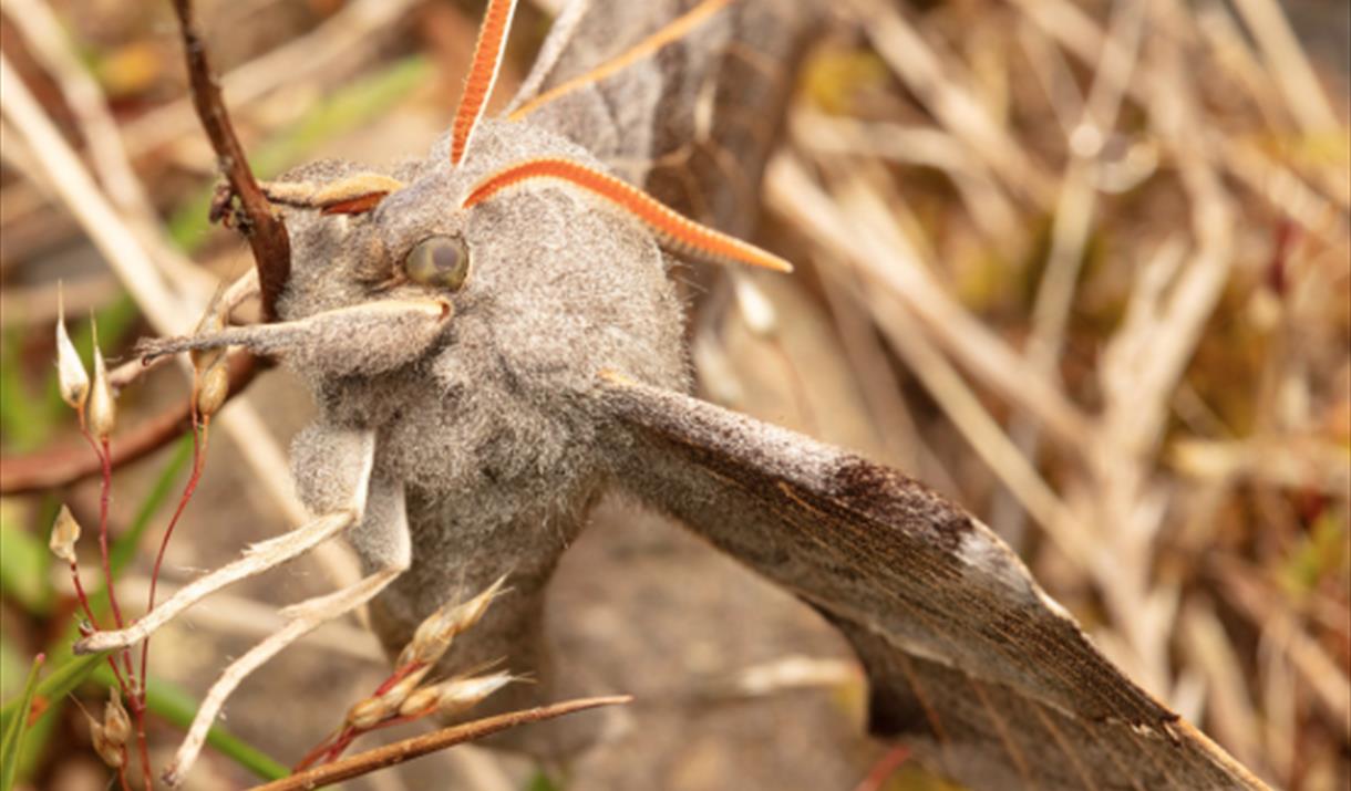 Manx BirdLife – Nocturnal Nature
