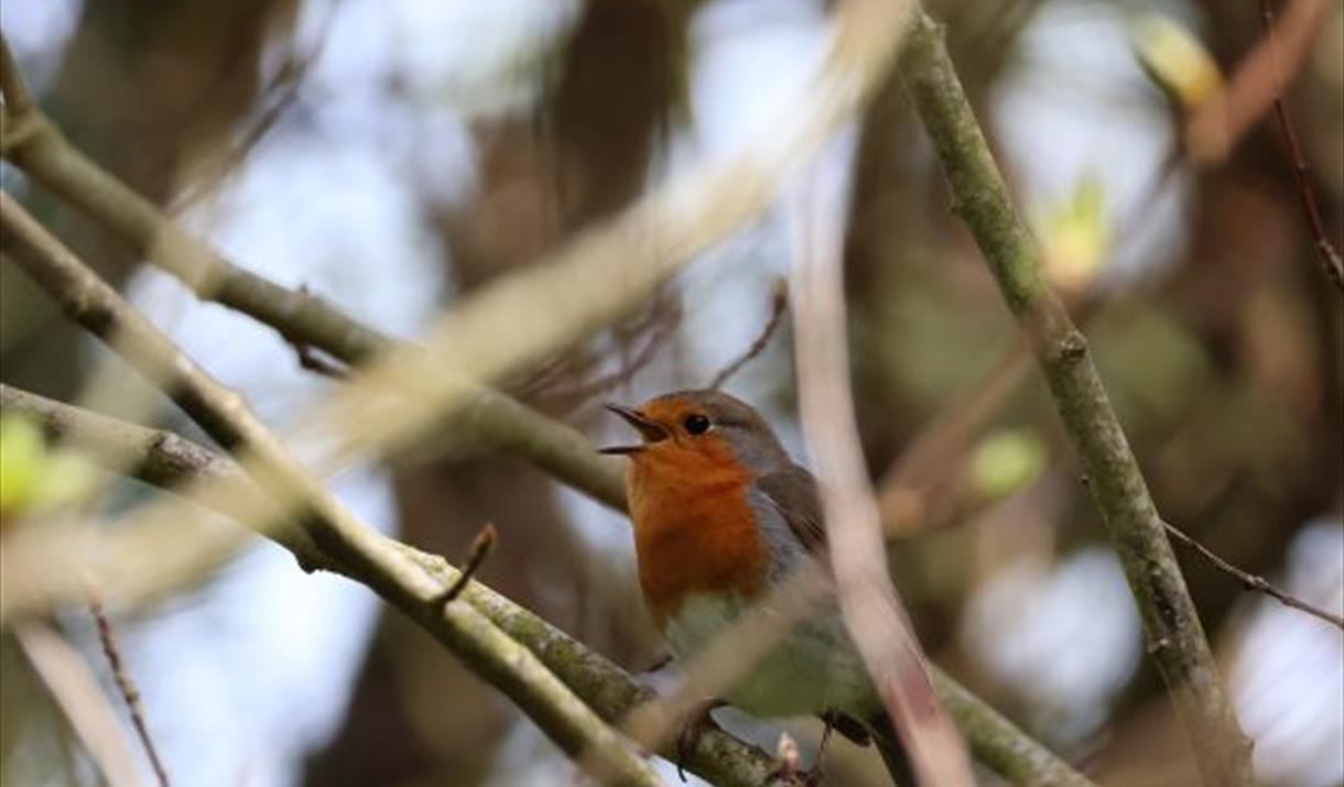 Manx BirdLife – Morning Bird Song