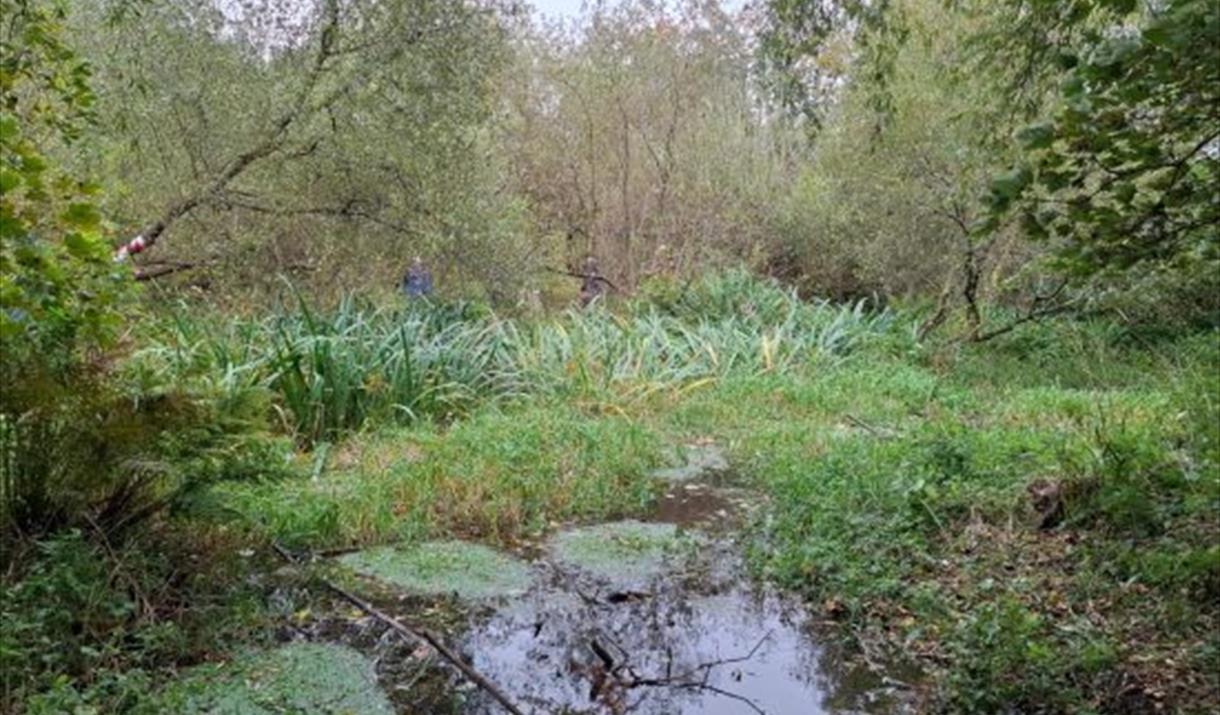 Manx Wildlife Trust – Onchan Wetlands Meditation and Guided Walk