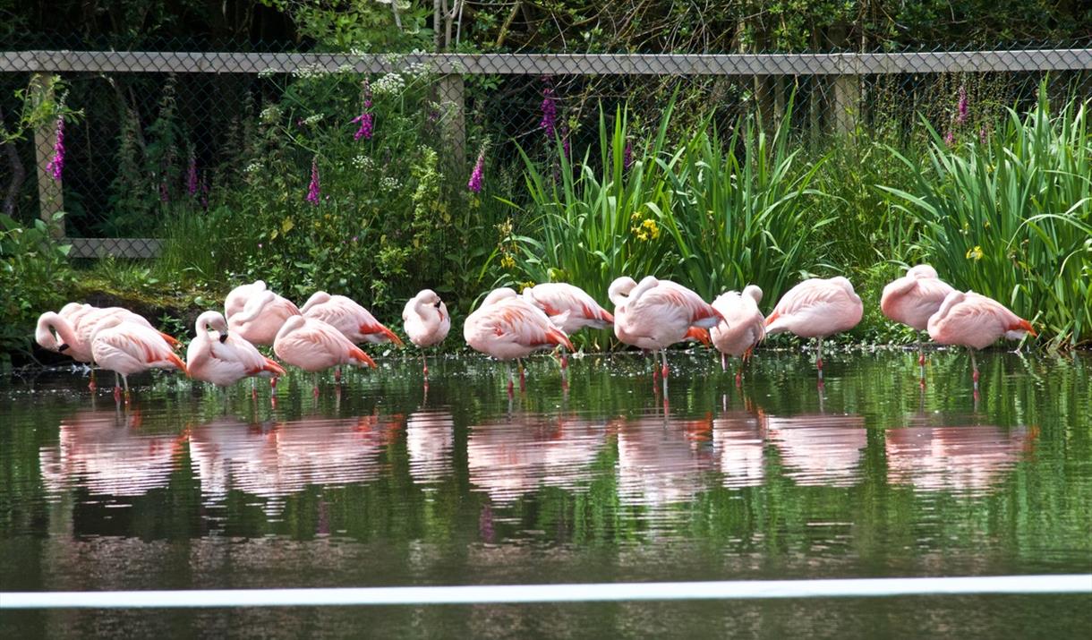 Curraghs Wildlife Park