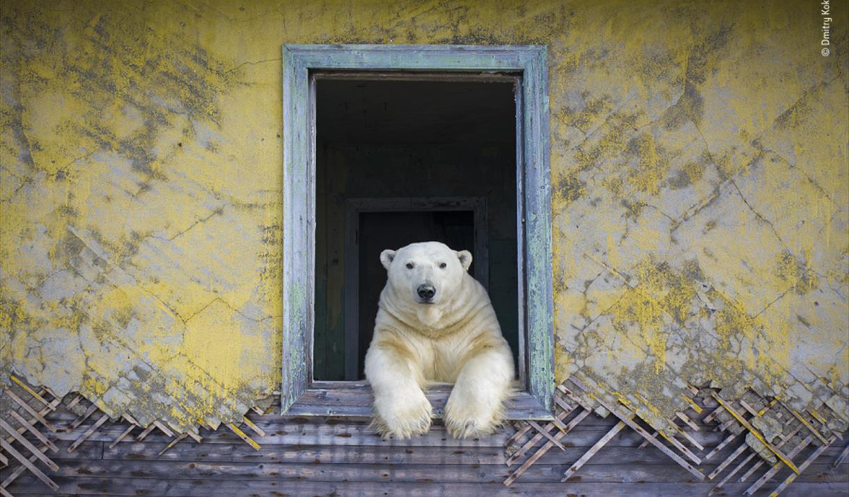 Wildlife Photographer of the Year