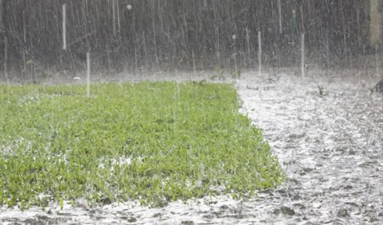 Friends of the Earth – Garden tips for drought and flooding