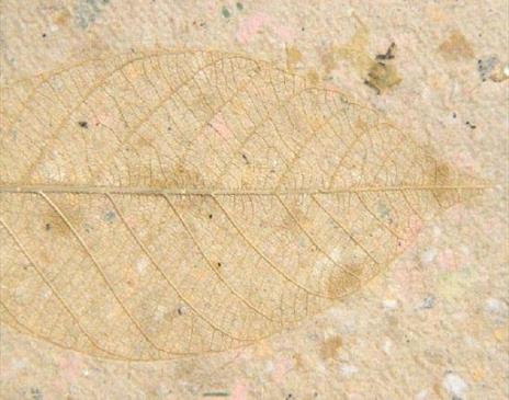 Wildflower Seed Paper Making