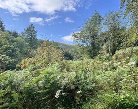 Manx Wildlife Trust – Rainforest Under Construction