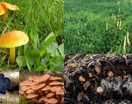 Isle of Man Fungus Group – Managing your Garden for Fungi