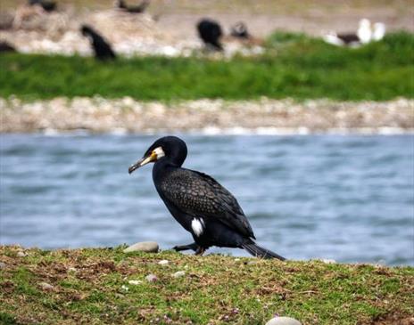 Manx BirdLife – Bird Collage Workshop and Walk