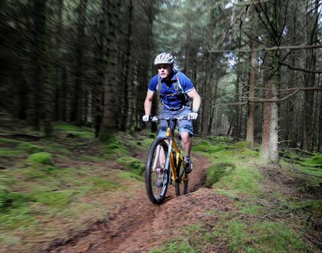 Mountain Biker riding in the plantation