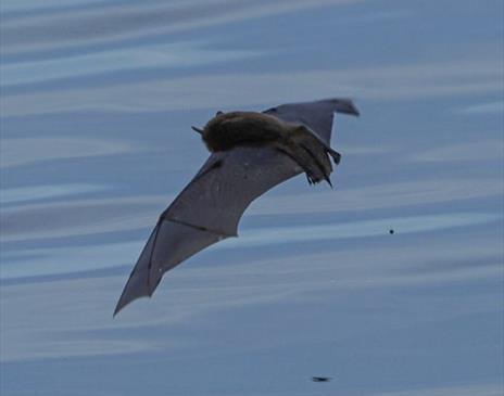 Bat Walk at Silverdale Glen