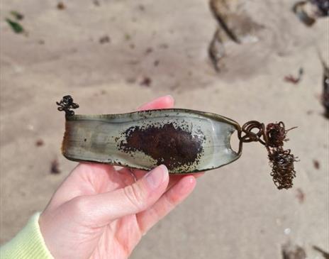 Secrets of the shore: Sharks, skates, rays and more