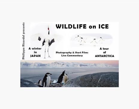 Wildlife on Ice - from Japan to Antarctica