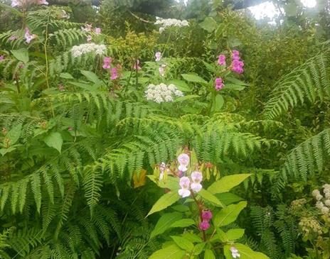 How to battle invasive plants!