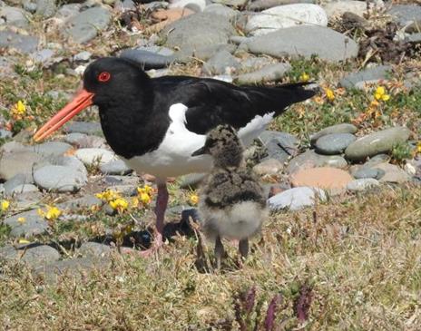 Nest Monitoring on the Ayres