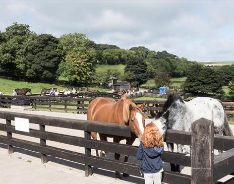 Home Of Rest For Old Horses