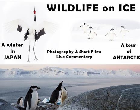 Wildlife on Ice - from Japan to Antarctica