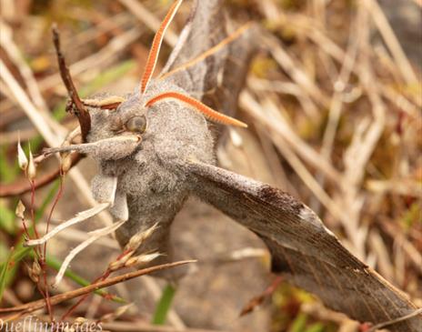 Manx BirdLife – Nocturnal Nature