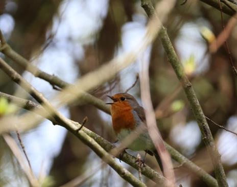 Manx BirdLife – Morning Bird Song