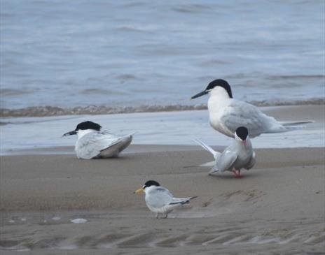 Get to Know Your Terns