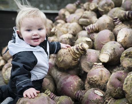 Tiny Turnips Festival