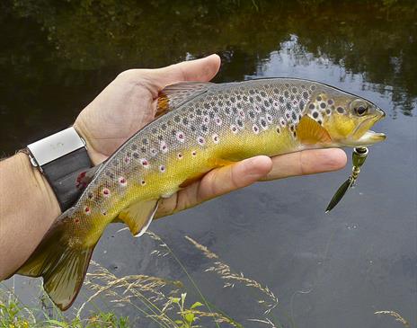 A wild Manx brown trout