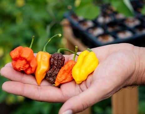 Fire Island Chillies - Manx Menu 2024